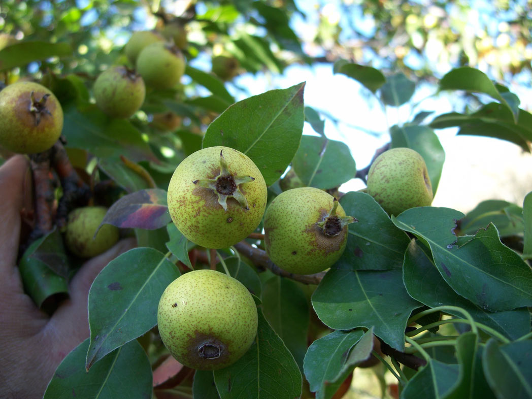 WILD PEARS